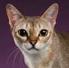 imagem de um gato da raça Singapura