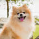 imagem de um cachorro da raça Lulu da Pomerânia