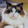 imagem de um gato da raça Ragdoll